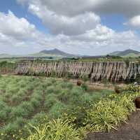 Retreat to pepper farm in Cambodia!