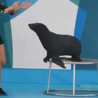 Dolfinarium Pattaya

