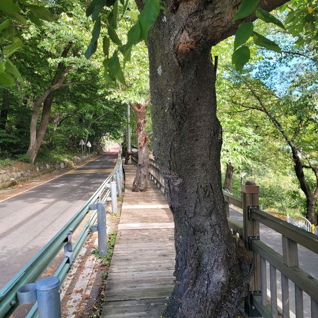 탄소발자국 하동십리벚꽃길 산책 