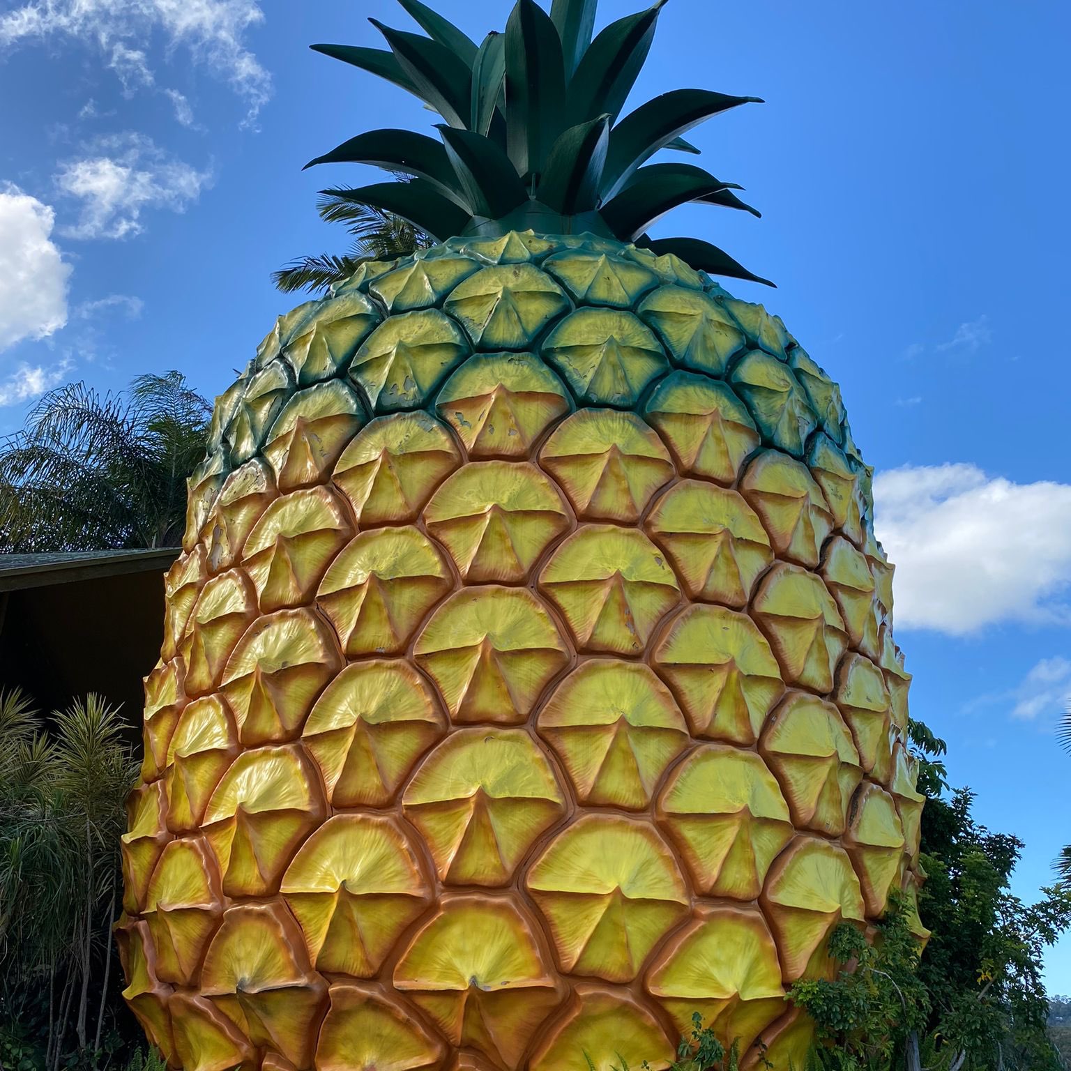 Woombye The Big Pineapple has a super big pineapple to take a picture, and there is also a little zoo next to it, the tree bear is very cute, but not like Brisbane holding it for pictures