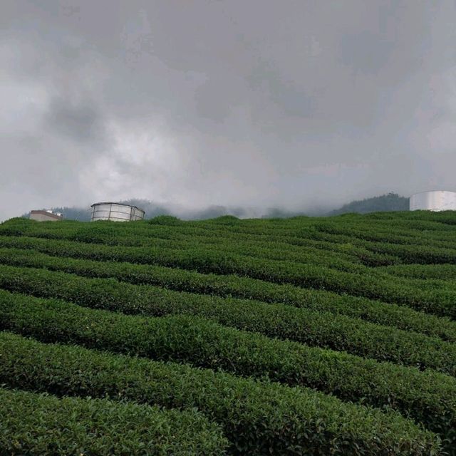 出差的小確幸-阿里山公路