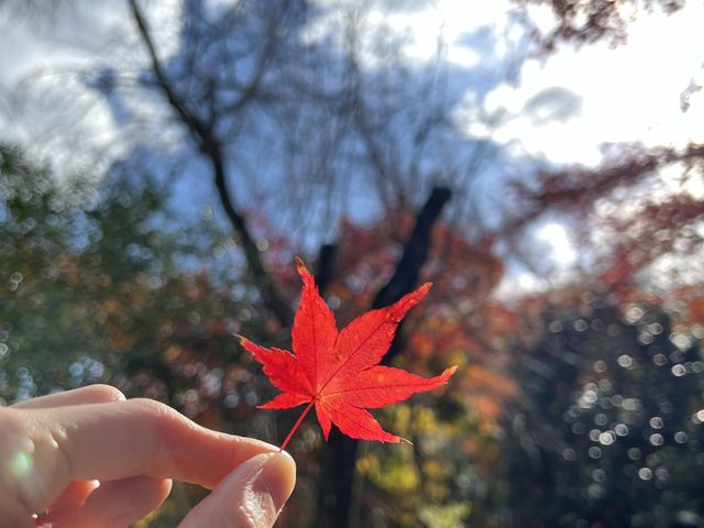 日本京都天龍寺｜楓葉超級茂密，還有美麗湖景枯山水
