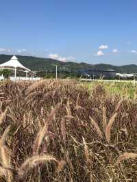 大佳河濱公園花海