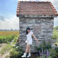 I love Flower Farm สวนดอกไม้ใกล้ตัวเมืองเชียงใหม่