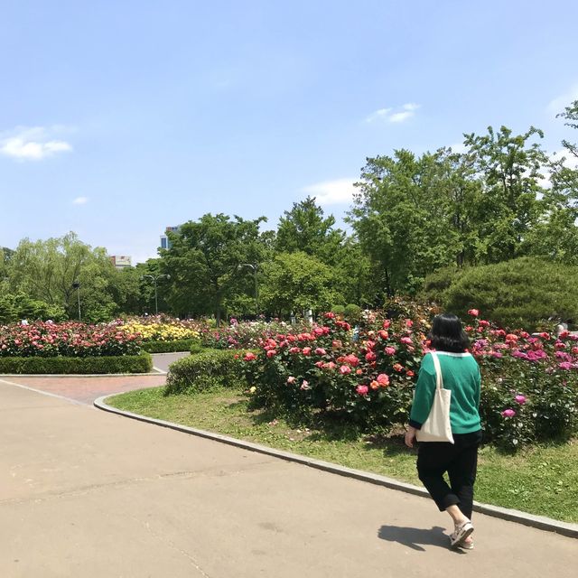 포근한 5월은 장미의 계절🌹