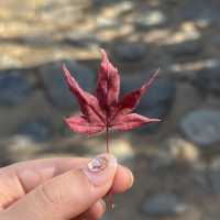 適逢紅葉季的開關第一遊