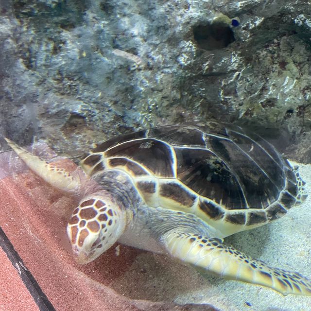 江南超出名水族館🤩Coex Aquarium 