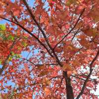 一年一度賞紅葉🍁 「大棠郊野公園」
