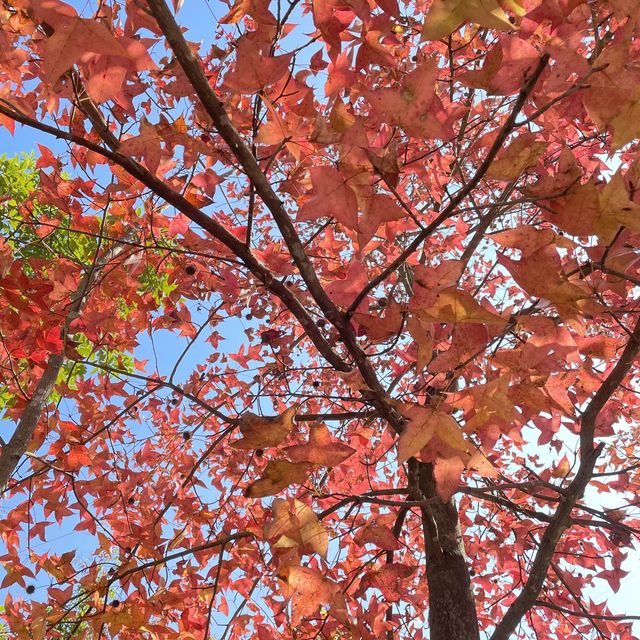 一年一度賞紅葉🍁 「大棠郊野公園」