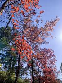 【突襲大棠楓香林？！意想不到的偶遇紅葉🍁】