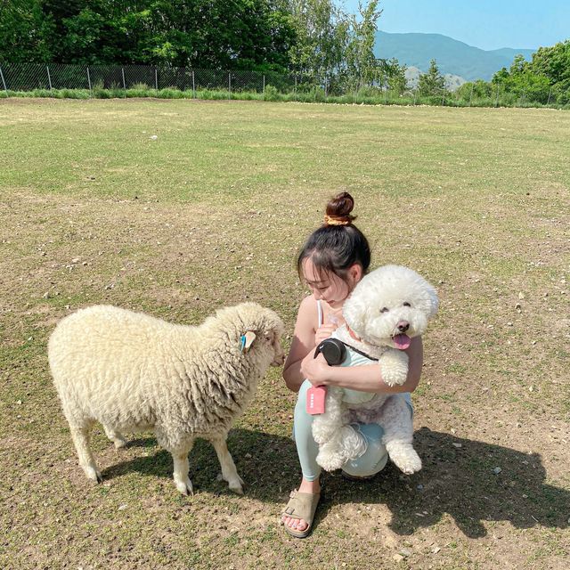 애견동반 되는 대관령 순수양떼목장