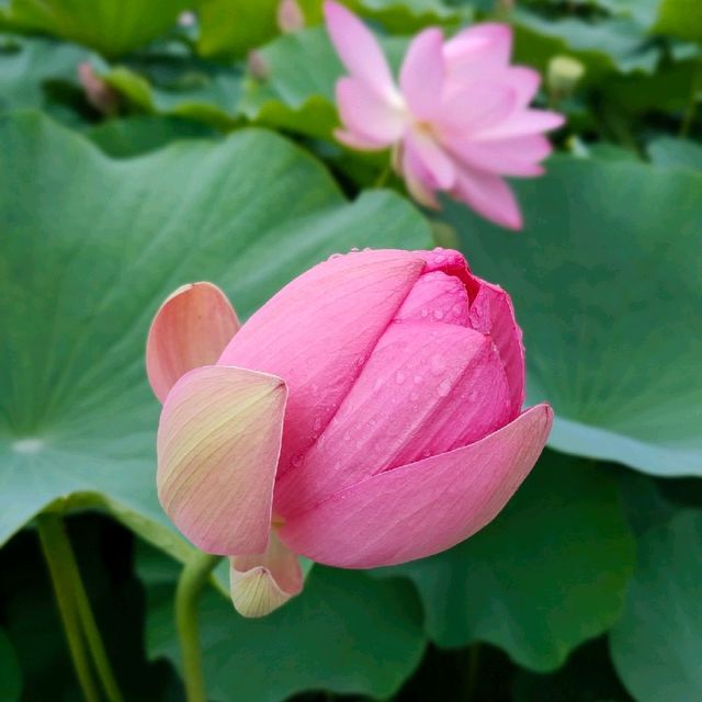 千葉公園の大賀ハス #lotus