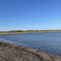 北海道北見市　ワッカ原生花園のサンゴ草