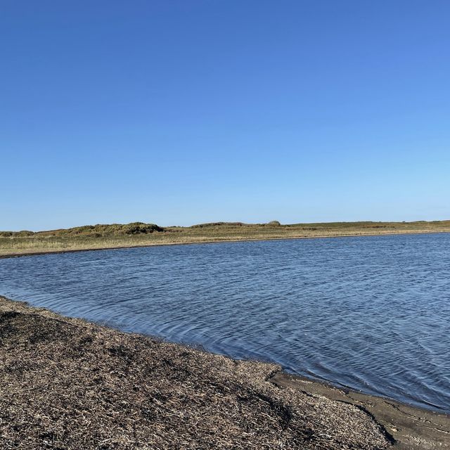 北海道北見市　ワッカ原生花園のサンゴ草