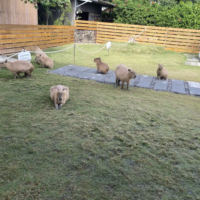 近距離接觸療癒水豚君、梅花鹿！