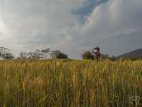 🌾 ทุ่งข้าวสาลี สีทอง ณ ศูนย์วิจัยข้าวสะเมิง 🌾