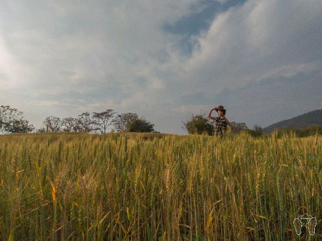 🌾 ทุ่งข้าวสาลี สีทอง ณ ศูนย์วิจัยข้าวสะเมิง 🌾