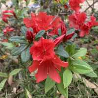 黃橙花風鈴木盛放｜市區賞花好去處