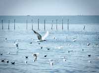 บางปู 🕊