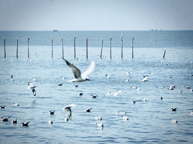 บางปู 🕊