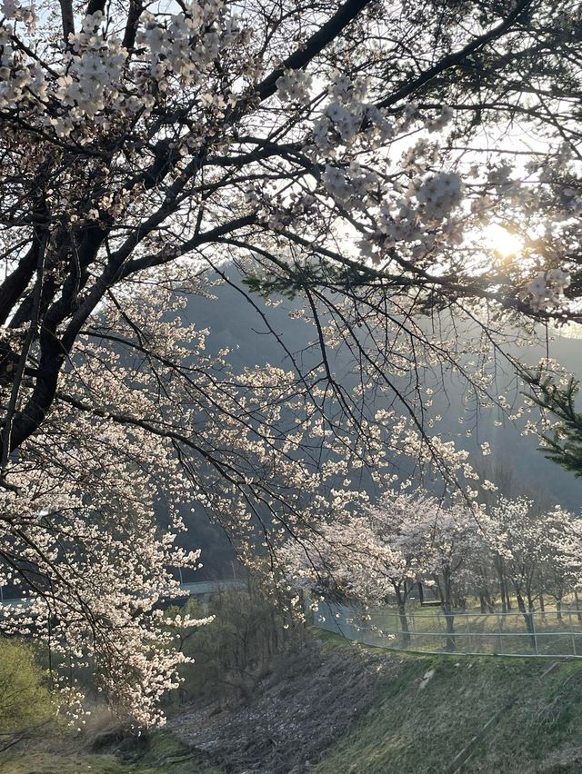 춘천댐 벚꽃길에서 벚꽃 구경하기🌸