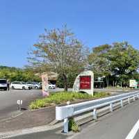 杉山のぐり茶か、市川のぐり茶か