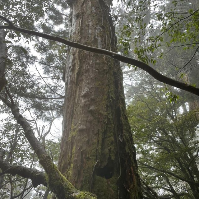 屋久島にある縄文杉は圧倒的な大きさ！😲