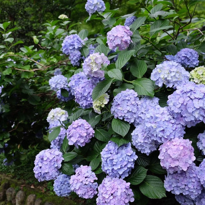 紫陽花觀賞勝地 高幡不動尊金剛寺 Trip Com 日野市trip Moments 貼文