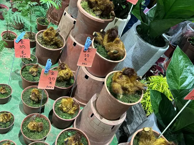 假日的建國花市好熱鬧｜台北買植物的最佳地方