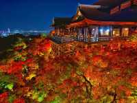 秋の京都。清水寺のライトアップ。『清水の舞台』