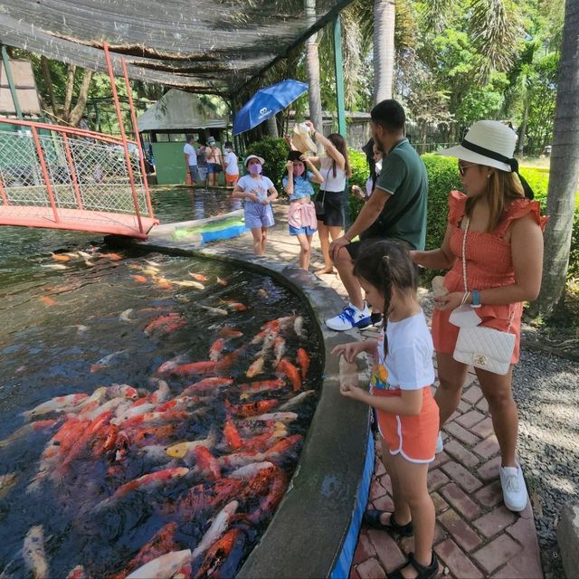 davao crocodile Park is a scaly experience 