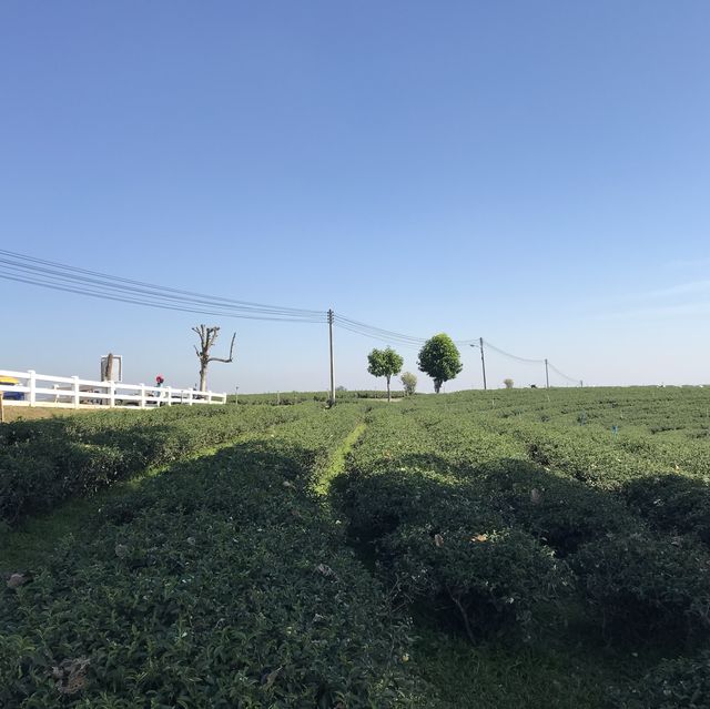 ไร่ชาฉุยฟง จ.เชียงราย 🌱..