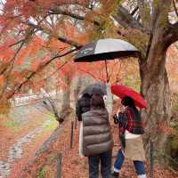 【河口湖】紅葉回廊がすごい。