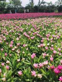 卓蘭山林間的花卉園區 花露農場 Flower Home
