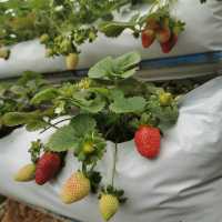Cameron Highland Strawberry Farm