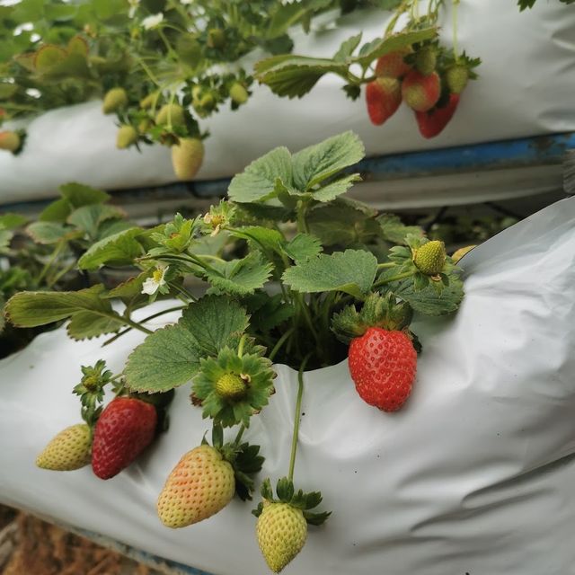 Cameron Highland Strawberry Farm