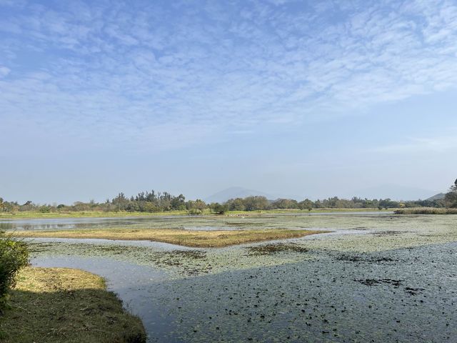 濕地公園的落羽松