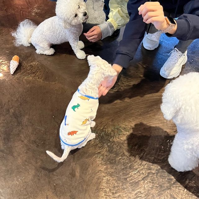 용인 애견동반 카페 🐶