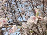 【福岡】春ののこのしまアイランドパーク