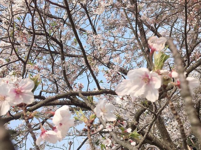 【福岡】春ののこのしまアイランドパーク