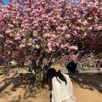 경주 벚꽃은 겹벚꽃이지 🌸