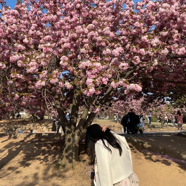 경주 벚꽃은 겹벚꽃이지 🌸 경주 벚꽃은 겹벚꽃이지 🌸