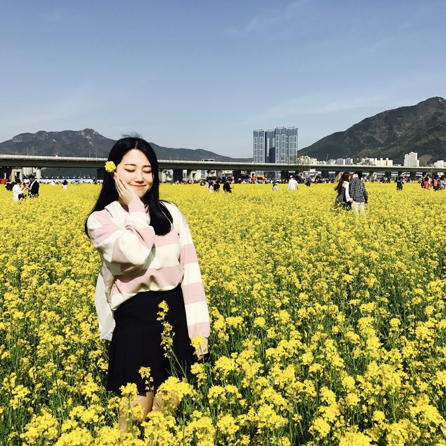부산에서 가장 예쁜 유채꽃이 있는 대저생태공원