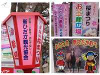 北海道　静内桜めぐり❗️ 二十間道路桜並木の桜に感動❗️