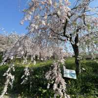名古屋市守山区　フルーツパークのしだれ桜