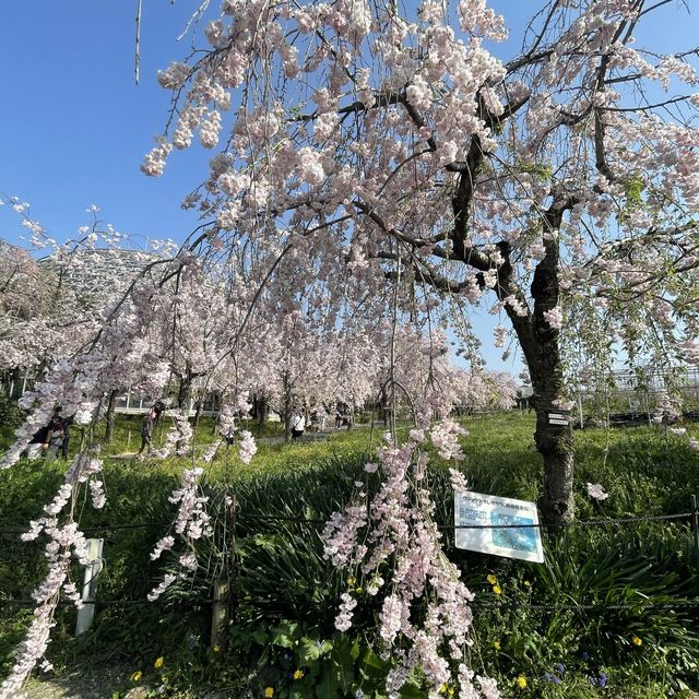 名古屋市守山区　フルーツパークのしだれ桜