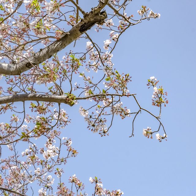 みなとみらい海沿いの桜並木