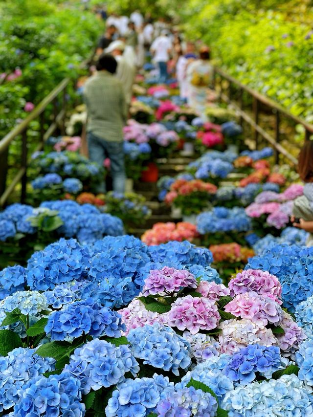 「長谷寺」の「紫陽花回廊」in 奈良