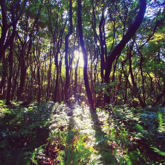 🌲 제주의 자연과 함께하는 숲캉스, 제주곶자왈도립공원