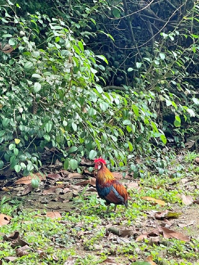 Morning Walk @BukitBatok Nature Park